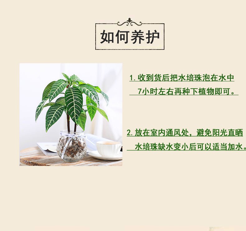 雪景木水培植物室内绿植花卉盆栽好养水养易活四季客厅花一棵雪景木不