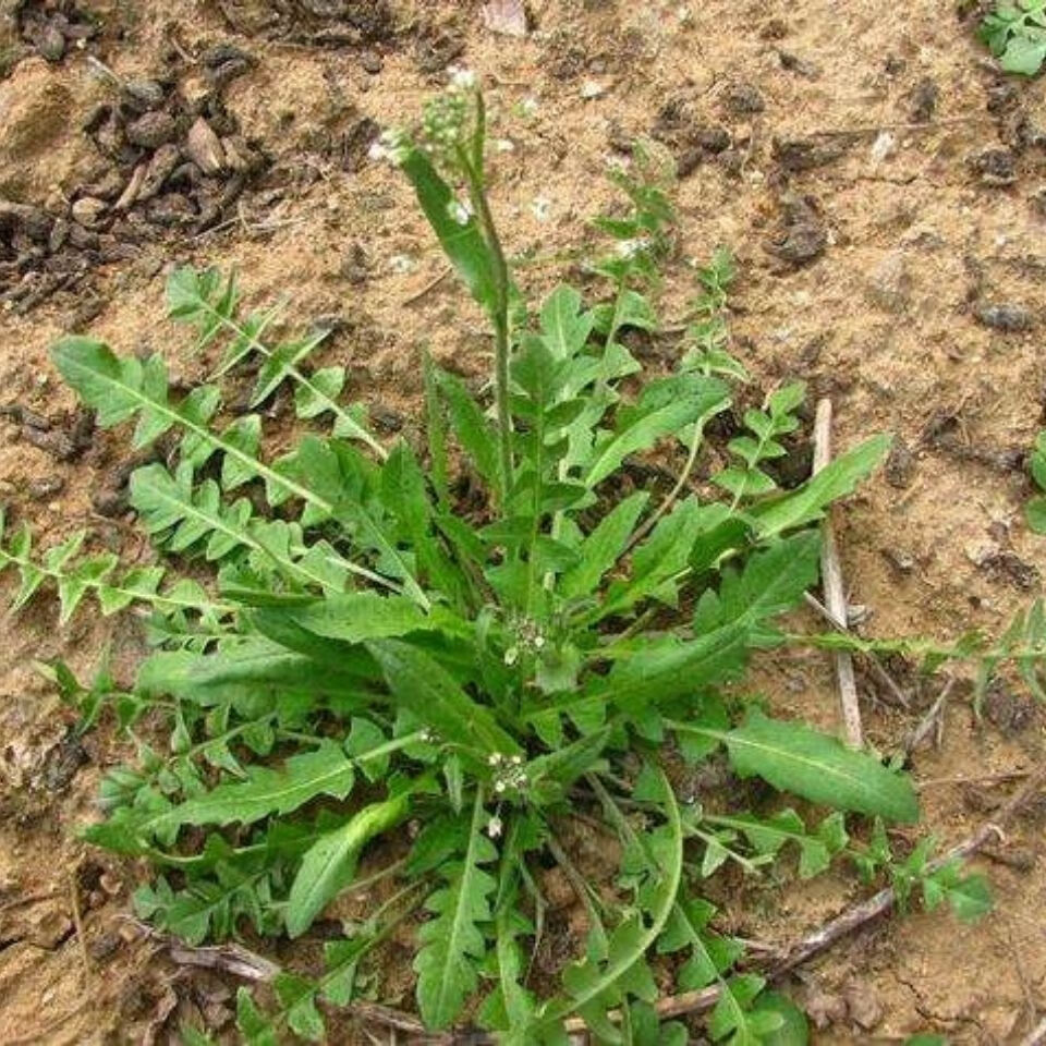 荠菜速冻新鲜野菜450g2斤4斤荠菜馅馄饨饺子馅荠荠菜