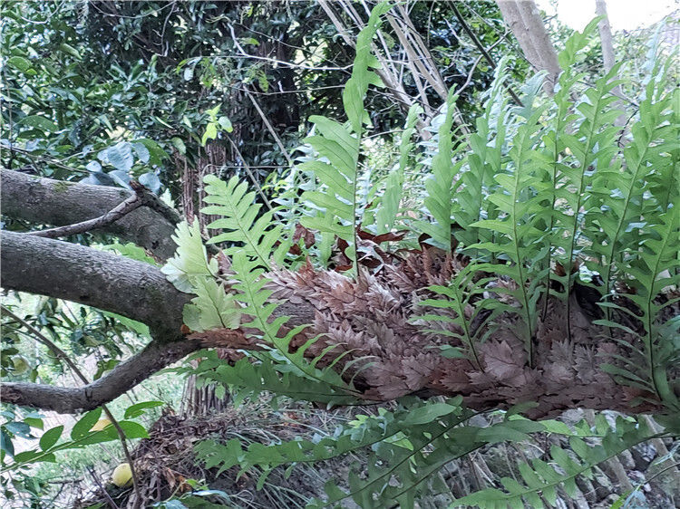 新鲜 骨碎补 崖姜肉碎补 毛姜 爬岩姜石岩姜 生鲜中药材 野生申姜