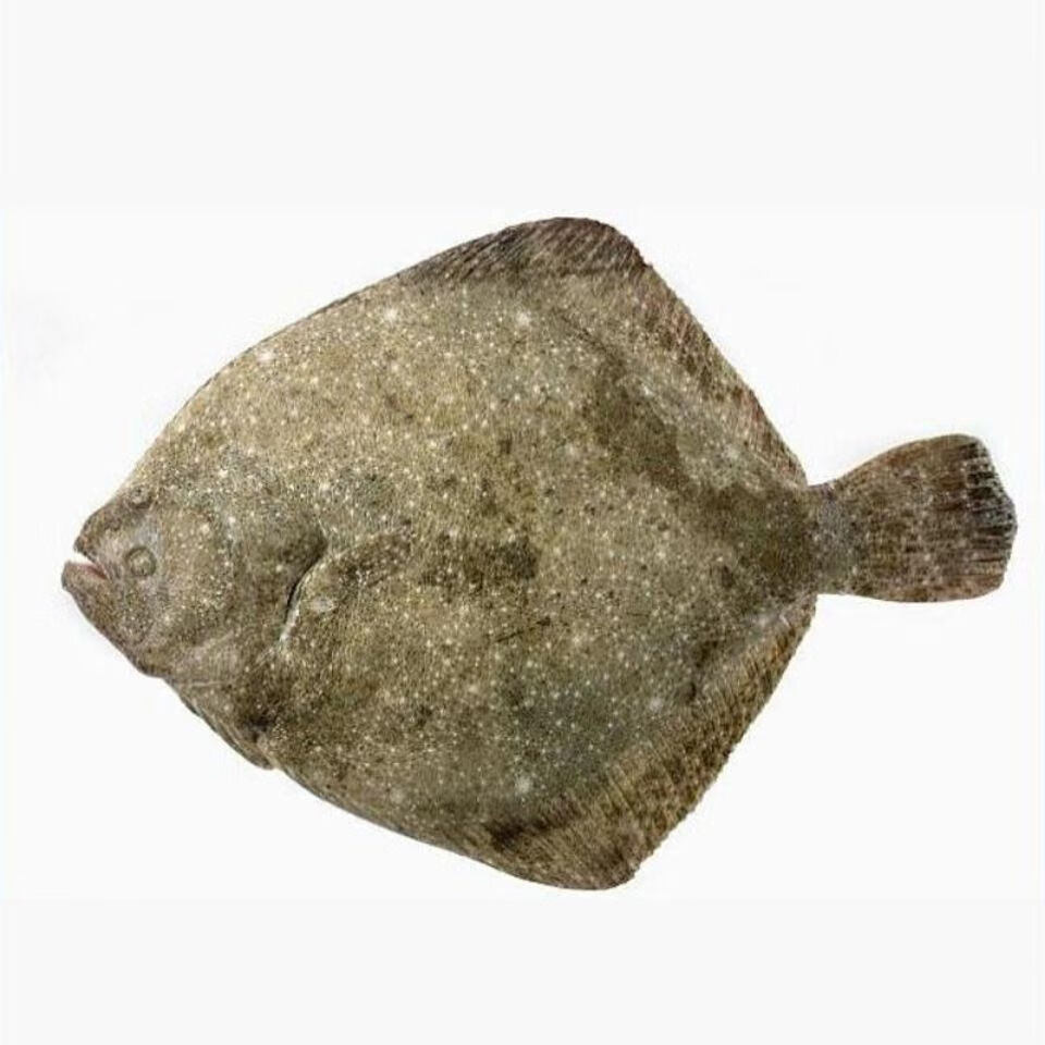 新鲜多宝鱼比目鱼鲜活冷冻 丽鲜玫 每条/8两到1斤 4条【图片 价格 品