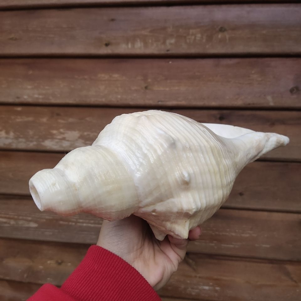 可狄 超大老螺长香螺 海角公角螺 吹响号角 天然贝壳海螺号角 海角公