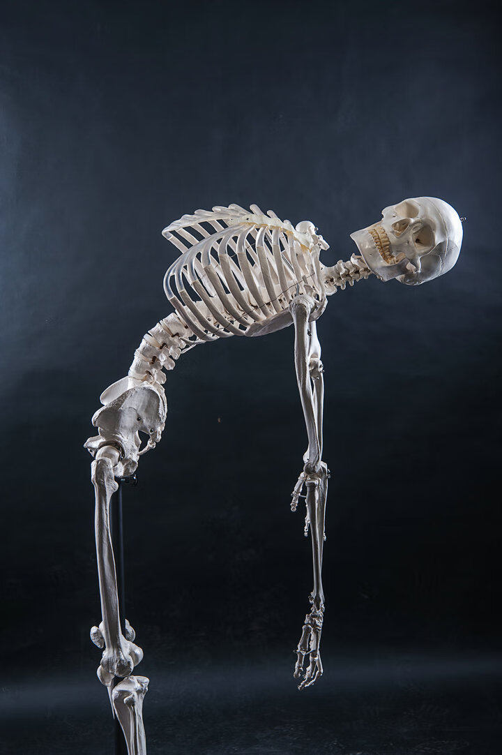 骷髅骨架标本脊柱 雅德 180男性骨骼(全骨色)【图片 价格 品牌 报价】