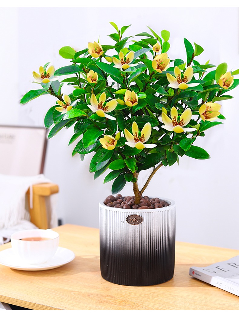 浓香型庭院阳台植物树苗带花苞室内好养活观花绿植5年含笑花莲花白