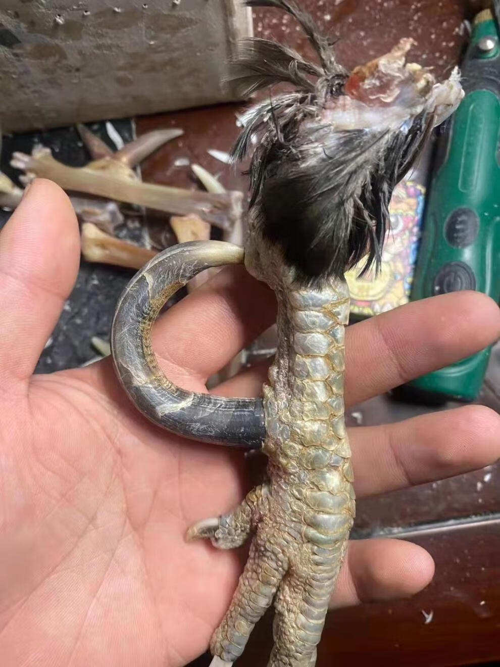 高品质土鸡文玩鸡蹬子鸡爪骨手把件盘玩鸡拐子冷门文玩男士随身把玩抓