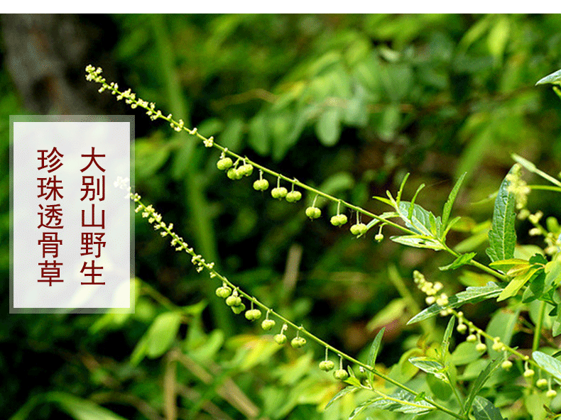 珍珠透骨草 500g 大别山透骨草 干货泡脚 可搭配中草药材aa