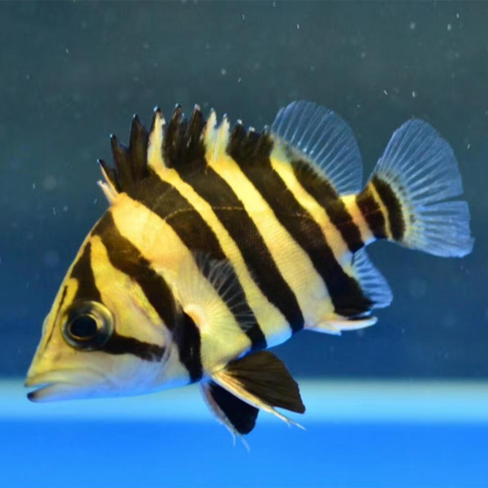 嘉瑰苏门答腊虎鱼活体印尼四纹虎泰北三纹虎鱼龙鱼观赏鱼苏虎常长明虎