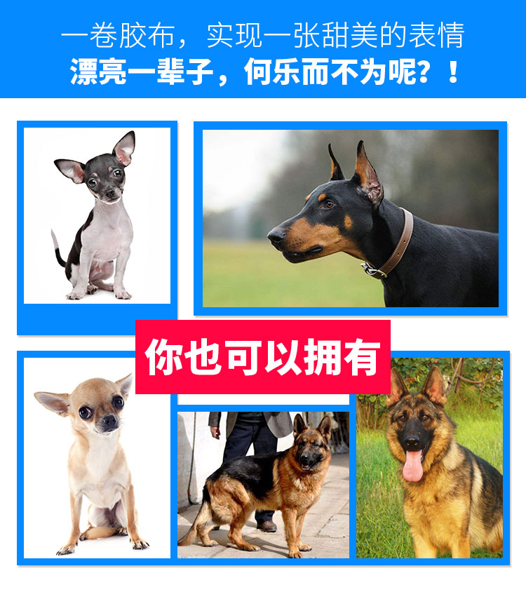 立耳专用胶3m透气胶带无纺布微孔薄胶布杜宾犬狗狗绑耳立耳专用c-1 1.