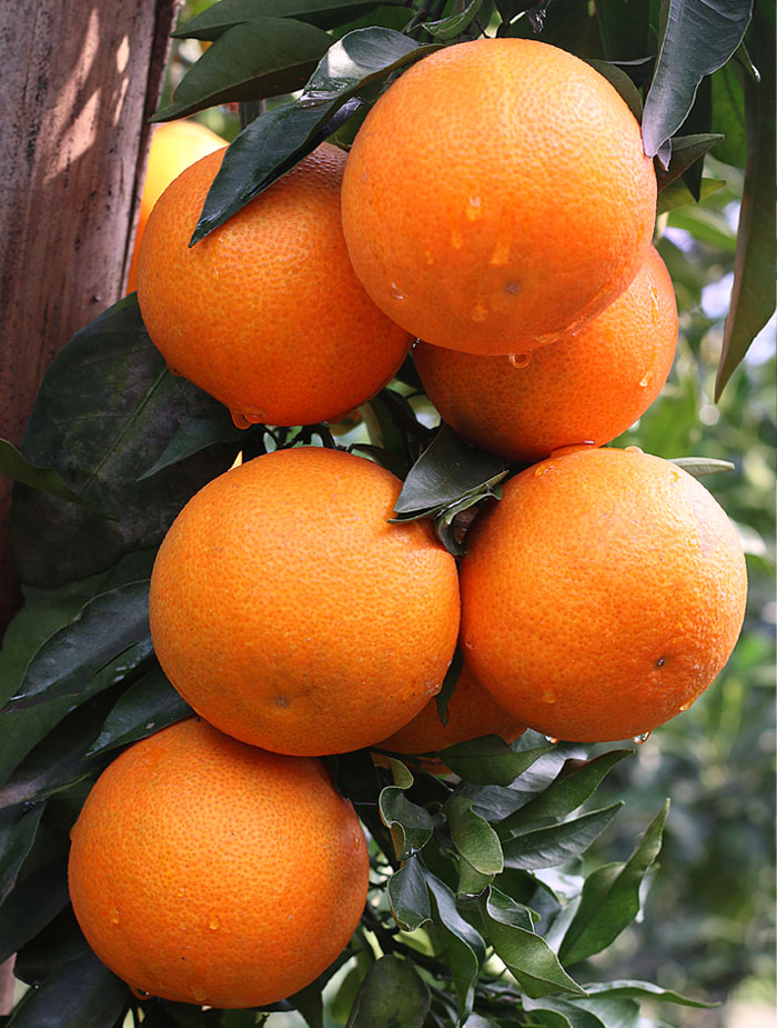 新鲜象山红美人柑橘当季孕妇新鲜水果 5/8斤爱媛28果冻橙甜生鲜 精选