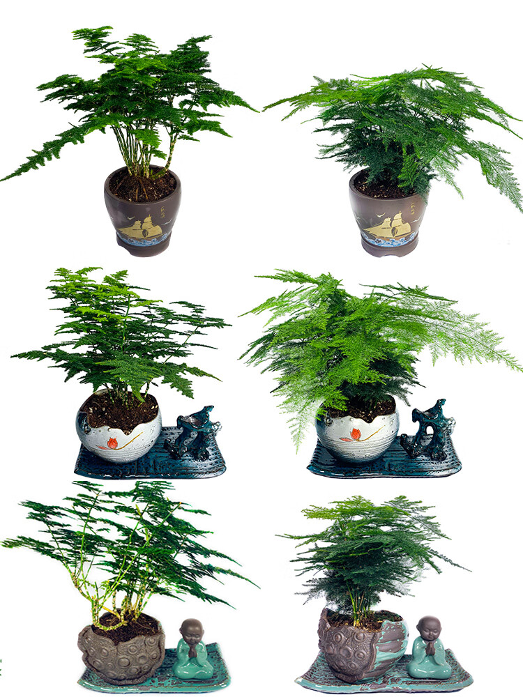 隆鼎正宗唐山云竹矮生文竹云松竹桌面小绿植抗寒耐冻四季常绿观叶盆景