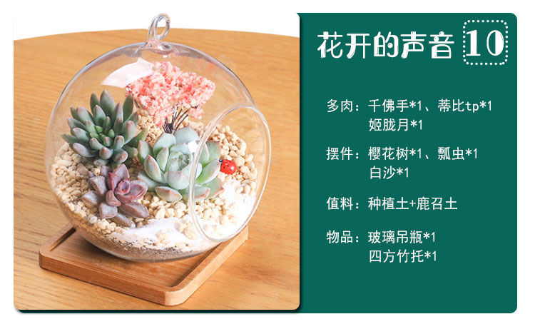 多肉多肉植物组合盆栽绿植微景观办公室diy玻璃瓶花卉星空 图片价格品牌报价 京东