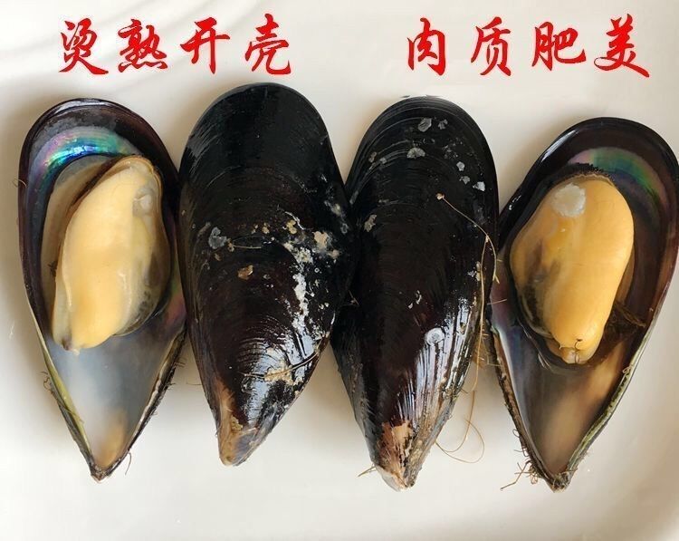 现捕现发青口贝海虹贻贝淡菜新鲜贝类鲜活海鲜水产整箱6斤小号