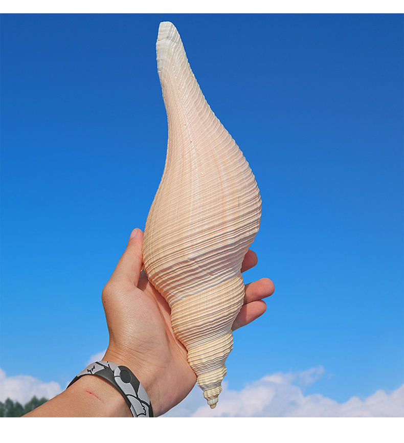 仟佰盾(chiefdon) 天然海螺贝壳大响螺长香螺角螺号角螺吹号海螺 长香