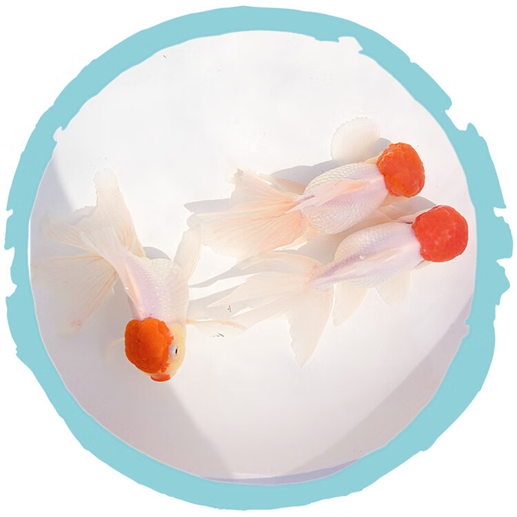 金鱼活体活鱼精品凤鹤凤尾鹤顶红观赏鱼冷水大尾凤尾好养耐活观赏鱼