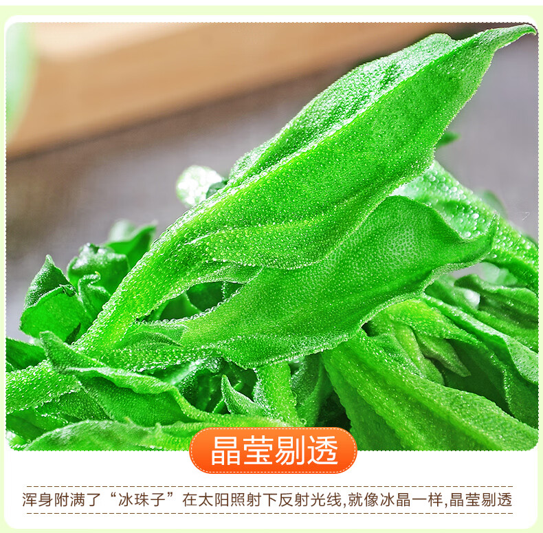 山东新鲜冰草5斤冰菜蔬菜非洲花冰叶火锅即食生吃沙拉菜1500g