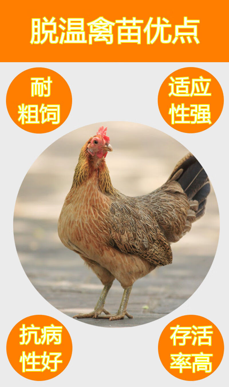 产蛋鸡活体小鸡半大绿壳蛋鸡麻鸡脱温苗活鸡一斤左右麻羽鸡10只3公7母