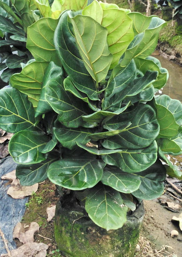 琴叶榕 大型室内客厅大叶绿植盆栽好养植物棒棒糖树型好 精品小琴叶榕