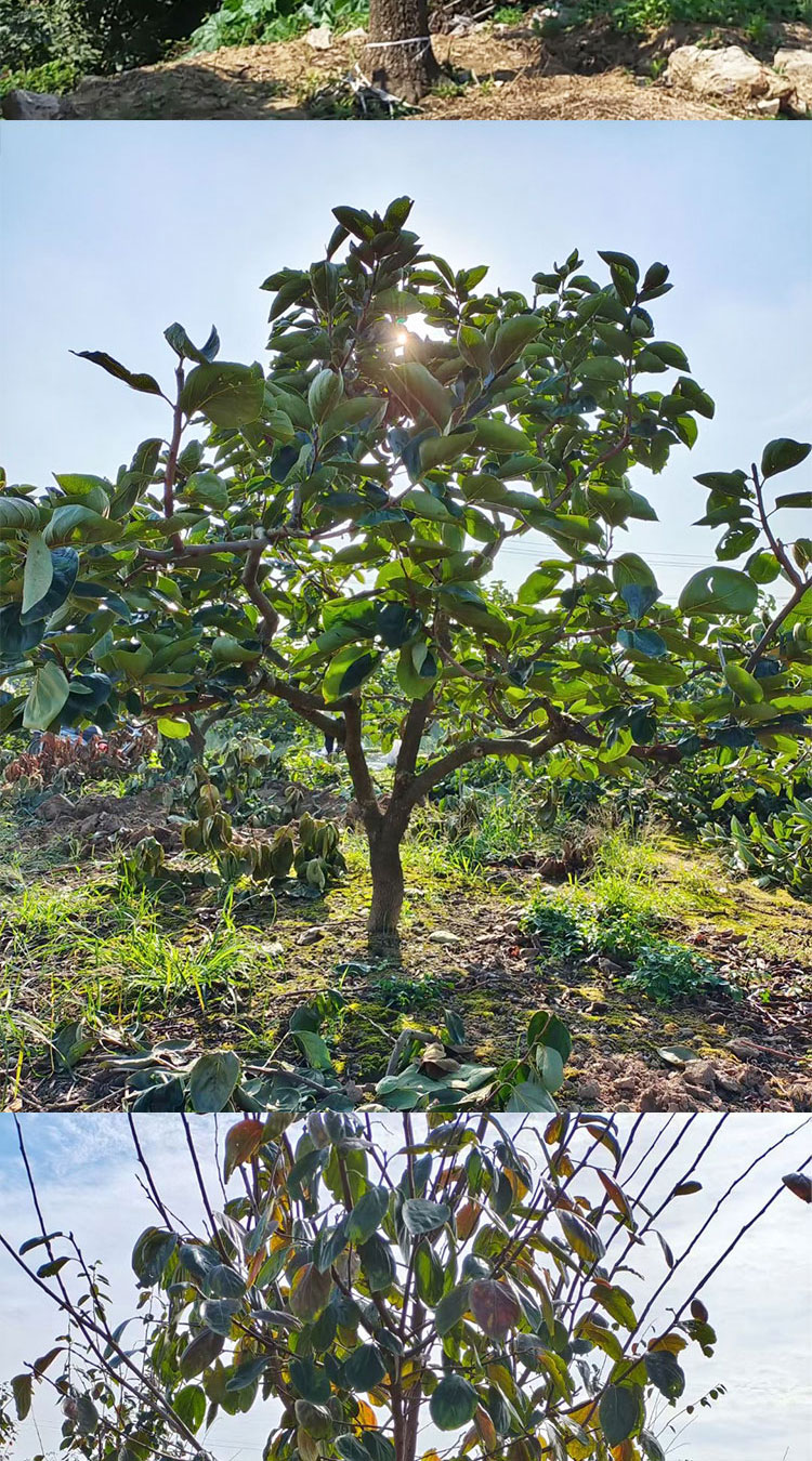 柿子樹果苗庭院果樹名貴樹苗大樹盆景南方北方別墅種植脆甜柿子樹無核