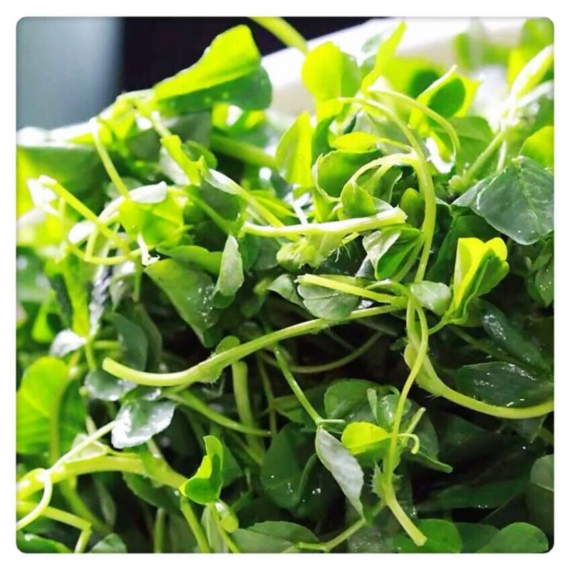 上海发货现割现发新鲜草头金花菜上海特产蔬菜头茬尝鲜味道 精选草头4