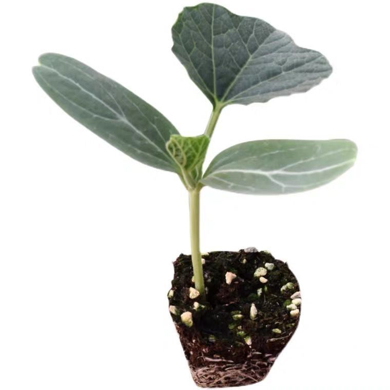 小葫芦种苗植物盆栽庭院特大葫芦瓜苗葫芦苗秧室内四季庭院爬藤 巨型