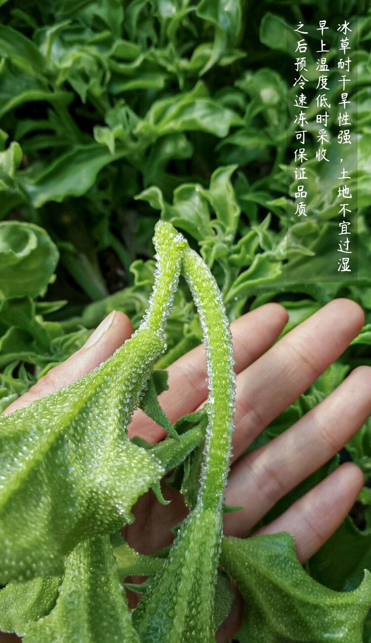 波思菊种子种子波思菊冰菜冰草种子冰晶水晶农家四季播蔬菜种孑易种菜
