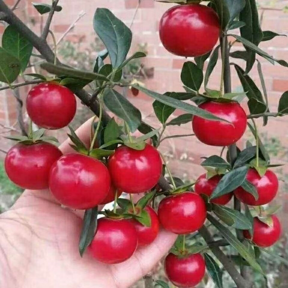 江影清金蛋子盆景盆金弹子小苗母桩批发血红 血红果 根部以上15厘米