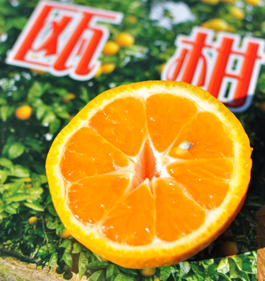 温州正宗三垟湿地园底瓯柑不上火水果甜新鲜瓯柑苦橘温州特产10斤大果