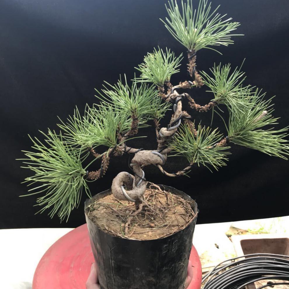 五针松黑松盆景树桩矮霸造型盆景实物 老桩短针大板松罗汉松q 黑松1-2