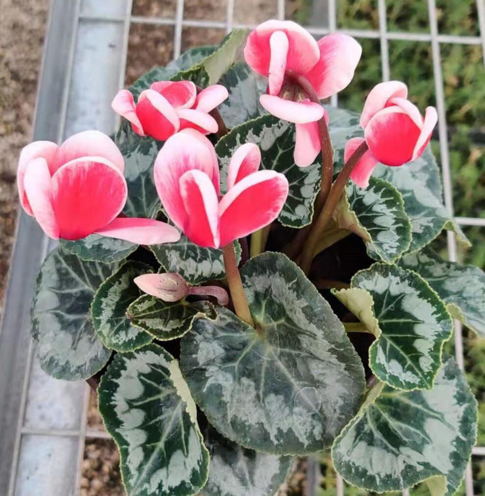 精品绿植仙客来盆栽带花苞室内花卉重瓣迎客来四季开花好养大花苗观花