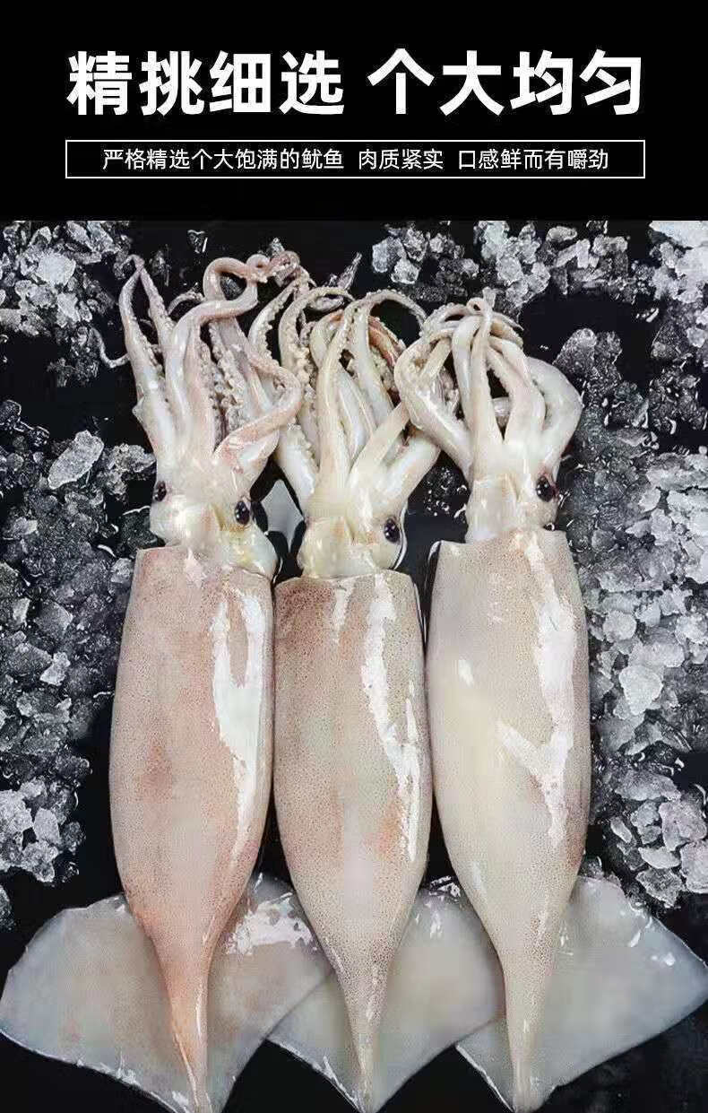 特大鱿鱼新鲜大鱿鱼整只冷冻鲜活海捕冷冻墨鱼5斤装中号鱿鱼酸性较强