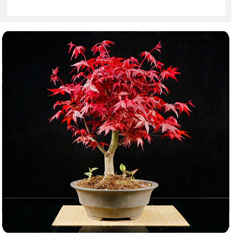 日本红枫红舞姬老桩盆景客厅室内阳台盆栽植物根茎3公分带分叉盆景苗