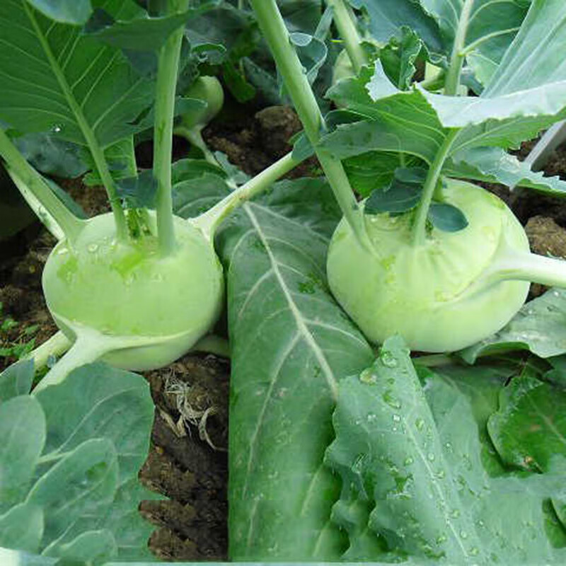 山西岚县 苤蓝农家自种 新鲜青苤蓝球茎丕兰 苤兰疙瘩蔬菜5斤