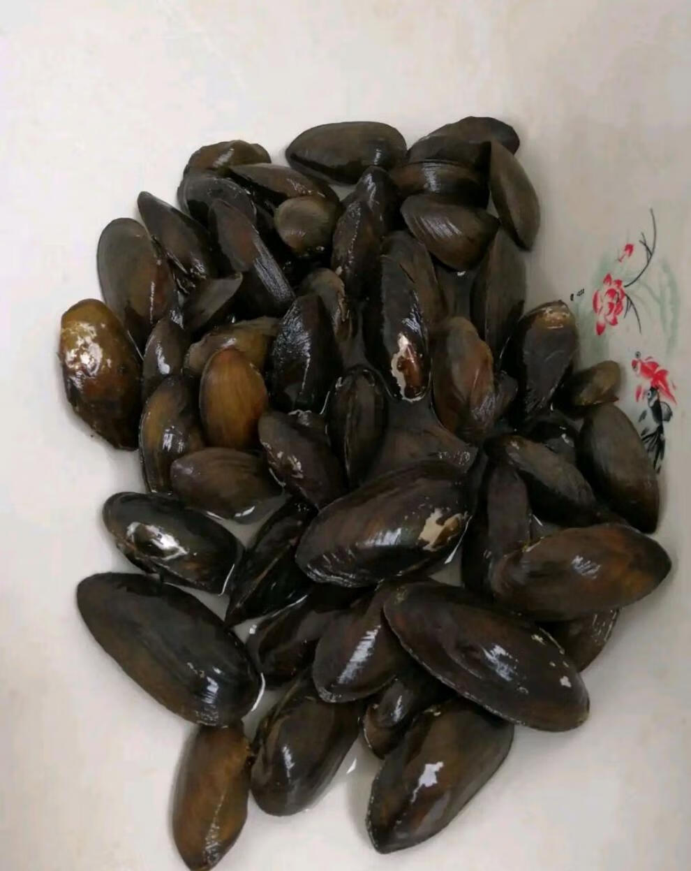 河蚬杜氏珠蚌黄金蚬清洁水质圆顶珠蚌小河蚌淡水冷水鳑鲏繁殖除藻线蚌