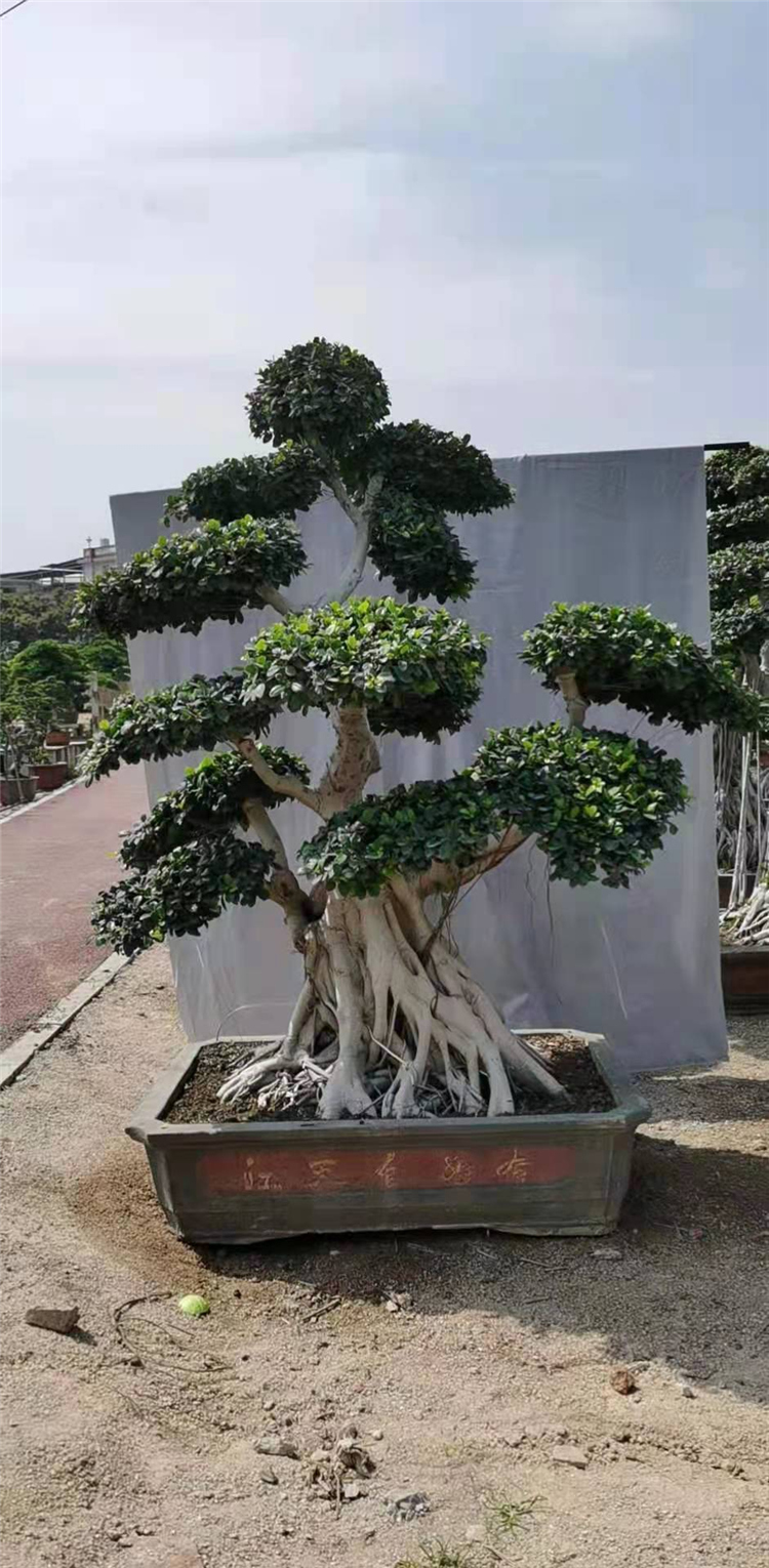 大型榕树盆景 园林别墅大树 提根小叶人参榕树老桩造型盆景发财树 小