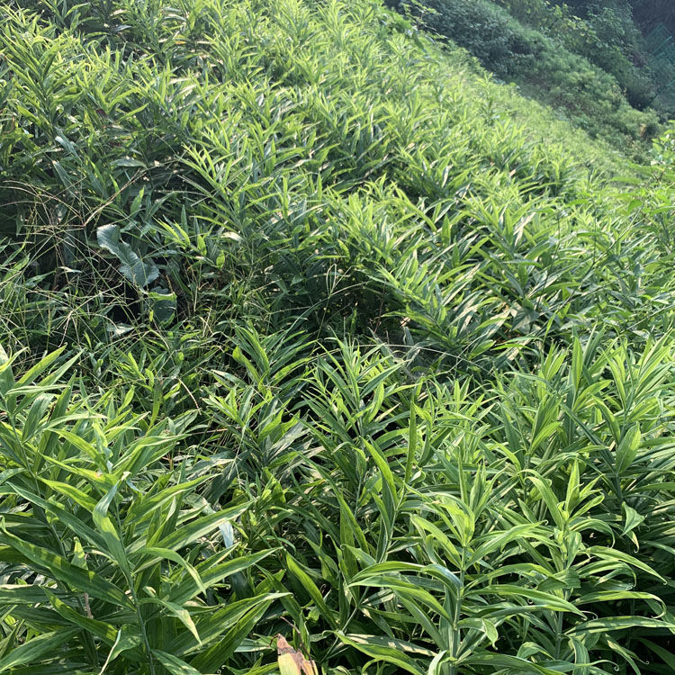 四川新鲜现挖黄精老虎姜58年天然黄精鸡头参大黄姜食用煲汤100克试用