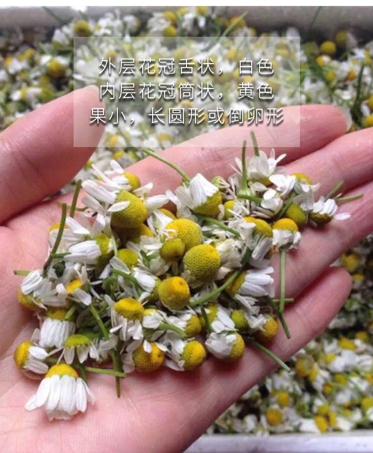 芗苒洋甘菊种子四季开花易活室内外阳台庭院盆栽白晶菊小雏菊花种籽子