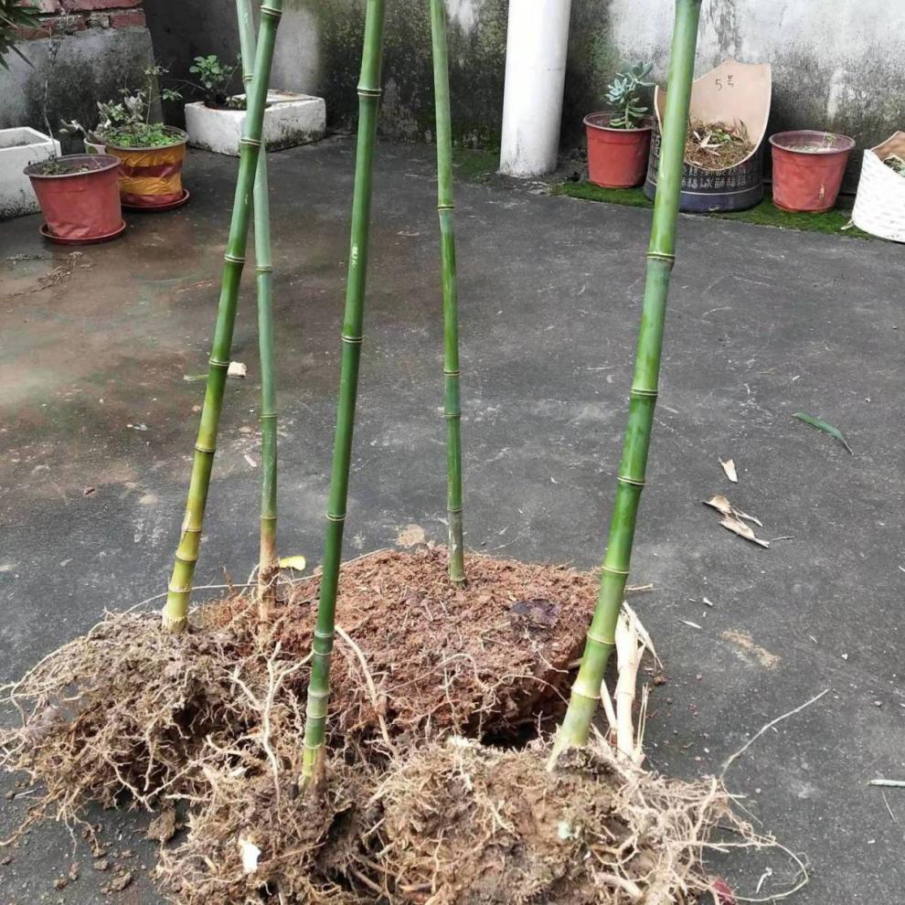 江影清实心竹绿化竹子苗实心文玩玉竹苗好成活盆栽庭院四季常青地栽