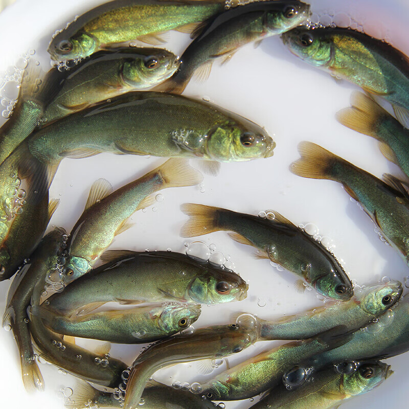 老欧丁桂鱼苗活体鱼苗淡水养殖食用活体鱼苗观赏鱼 丁桂鱼6-8cm100条