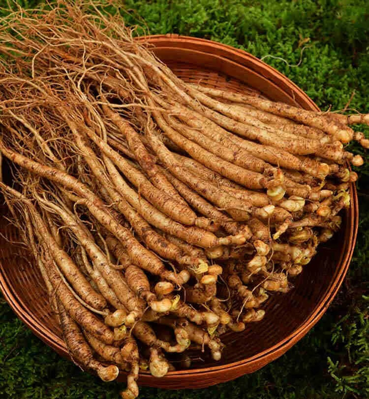 官方旗舰人参长白山小鲜参带土山参苗东北参泡酒保小500g草参单支813