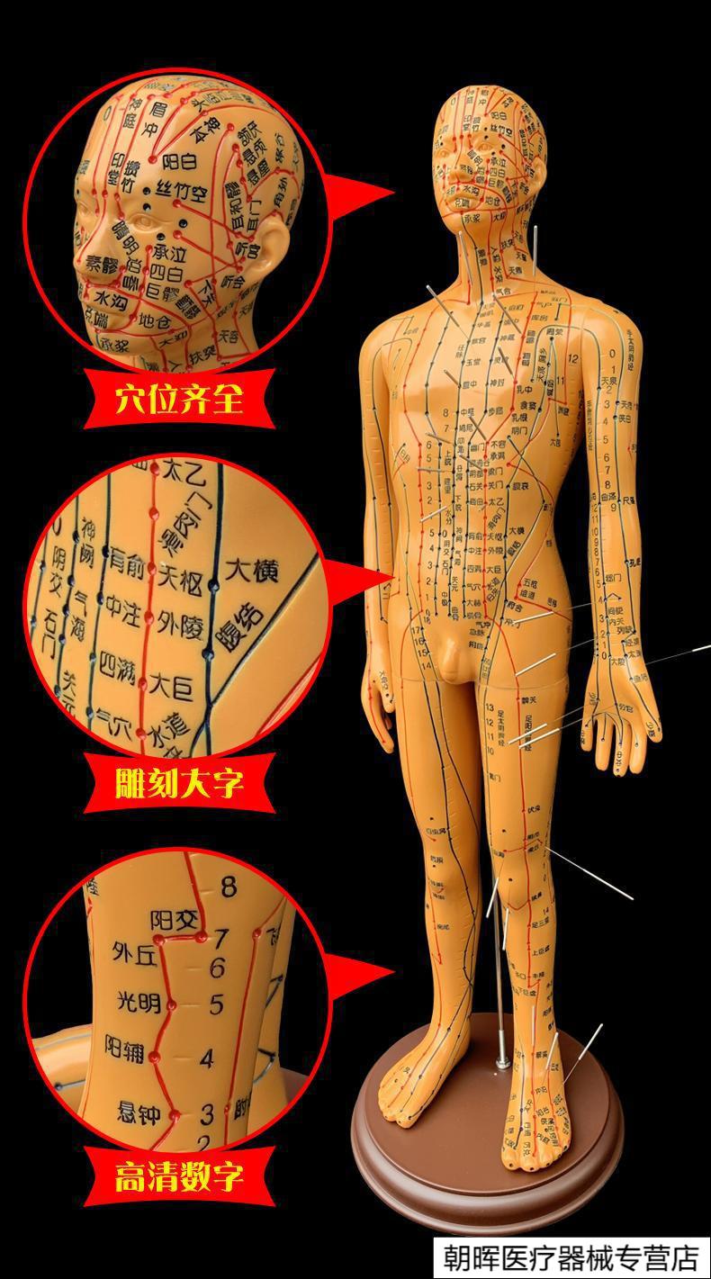 jd健康超清晰人体针灸穴位模型经络铜人刻字中医院用模型人男女小人