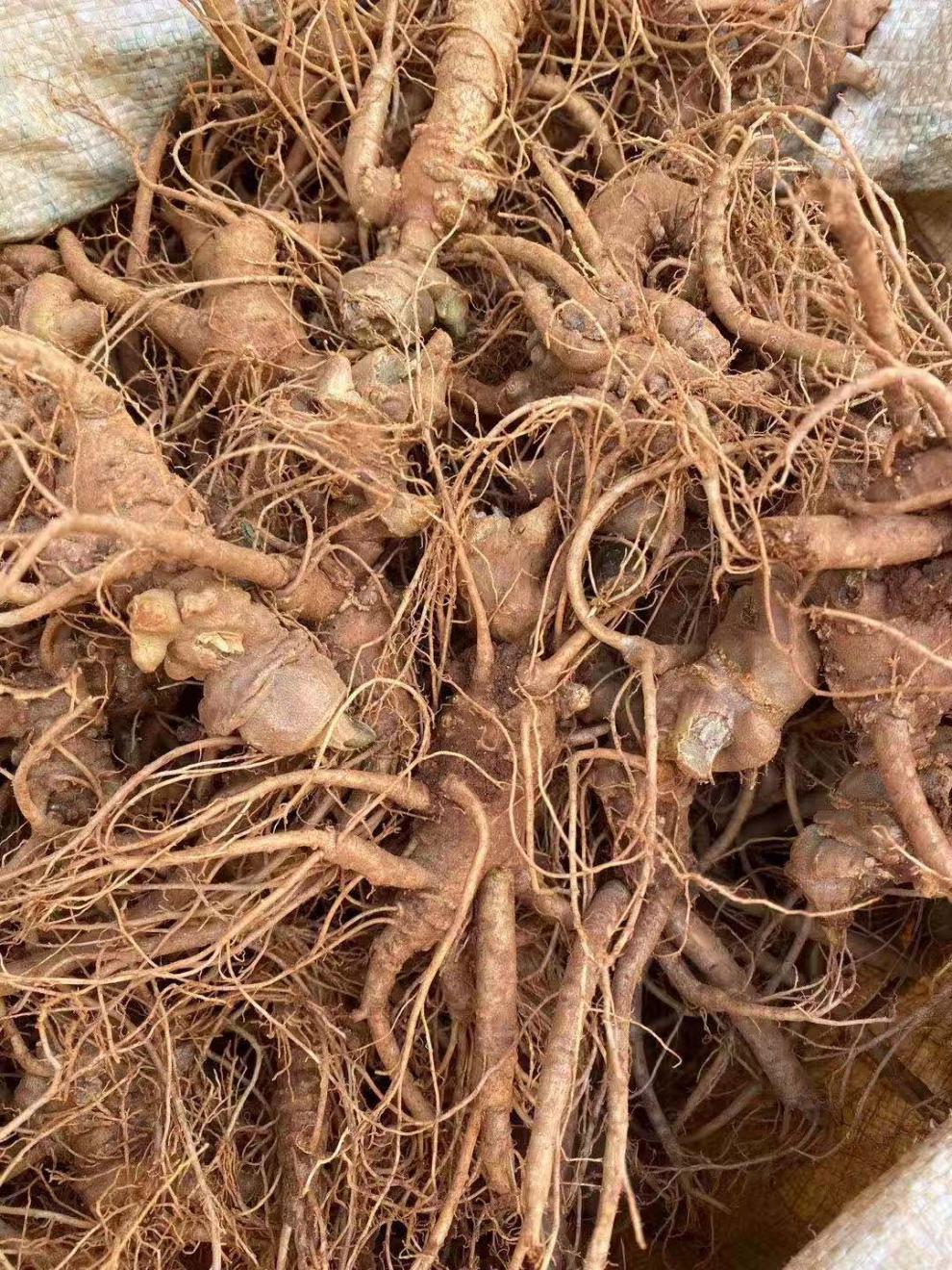 新鲜三七云南文山鲜田七现挖2头15头鲜三七根煲汤泡酒料4头4个一斤