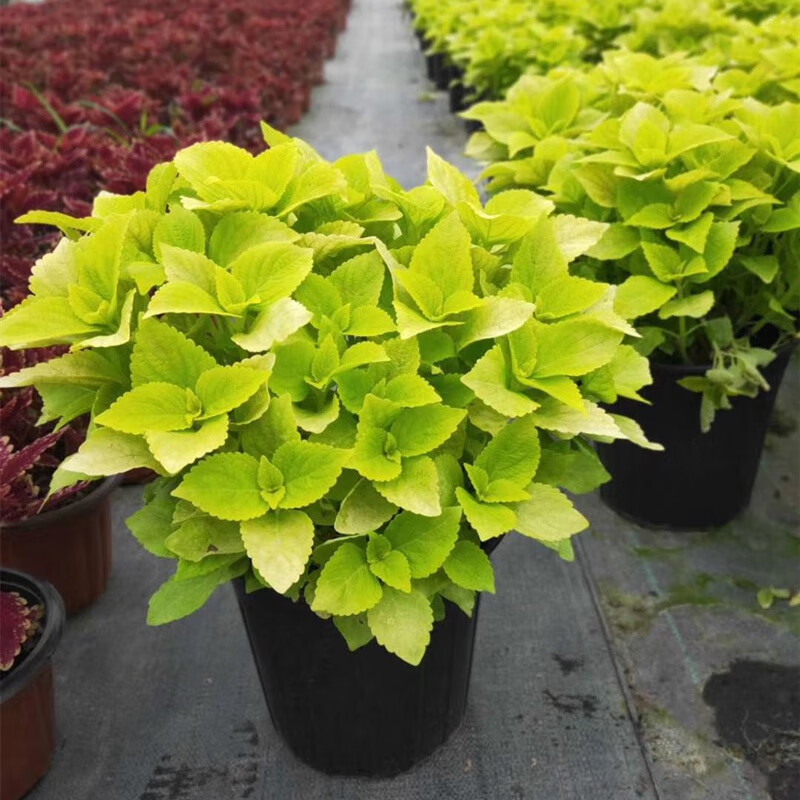 绿化庭院室内美化彩叶草盆栽七彩变色喜阳耐晒绿植室内外阳台庭院花卉