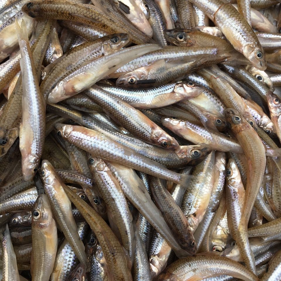 lism东北松花江鲜活小江鱼小川丁鱼小花泥鳅鱼打酱鱼3斤普快