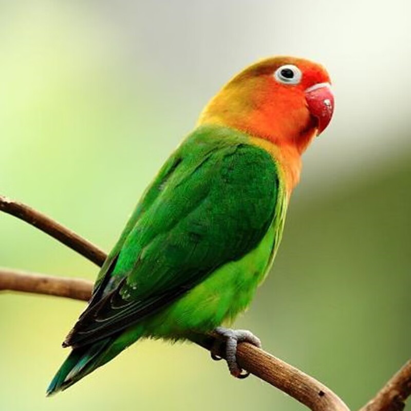 雏鸟活体鸟牡丹鹦鹉活物手玩鸟宠物鹦鹉鸟活体说话鹦鹉玄风鹦鹉活体