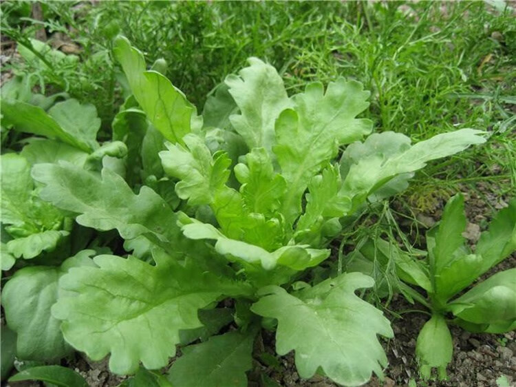 茼蒿菜籽大叶茼蒿种子茼蒿菜种大全秋冬季蔬菜青菜种籽四季孑菜苗