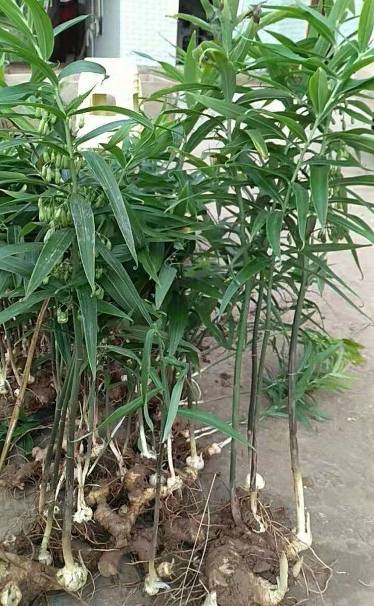 四川新鲜现挖黄精老虎姜58年天然黄精鸡头参大黄姜食用煲汤100克试用