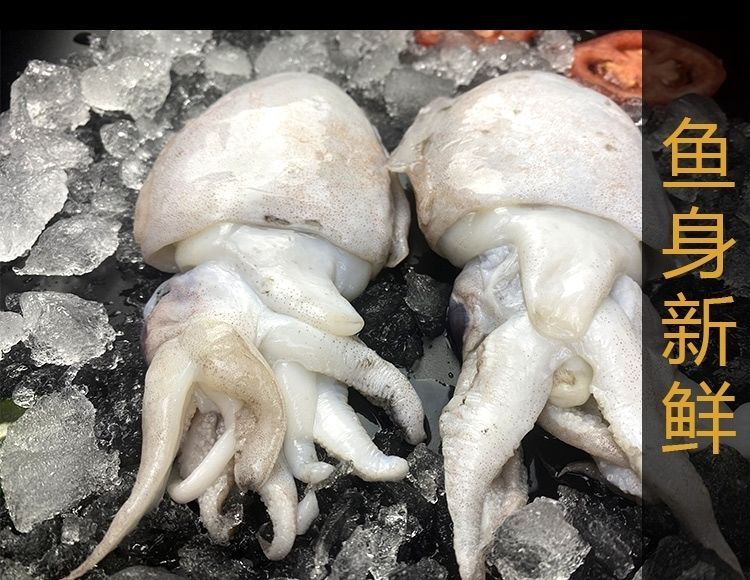 墨鱼新鲜乌贼目鱼墨斗鱼海水鱼新鲜海鲜鲜活海鲜批发七斤装
