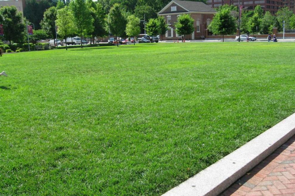 香葶苑地毯草种子绿化草坪草籽耐旱四季常青庭院矮生草种草皮种子杭情