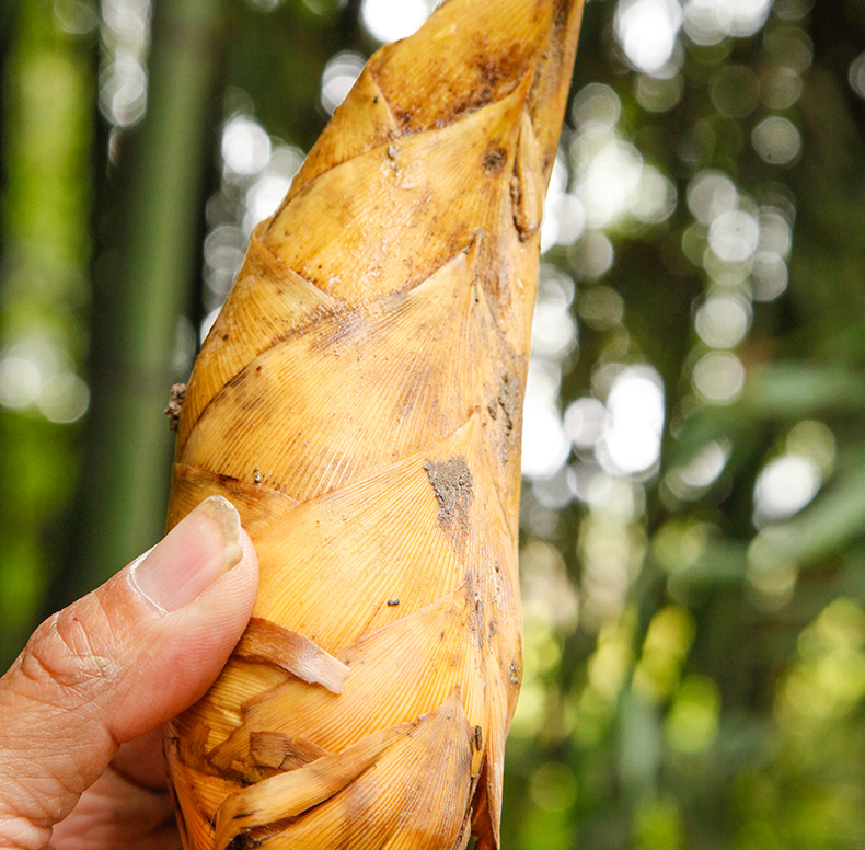 广西冬笋新鲜35斤装现挖鲜竹笋鲜笋农产品时令蔬菜胜临安春笋3斤