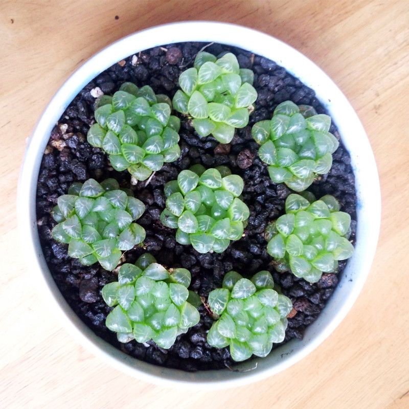 精品玉露组冰灯玉露水露姬玉露多肉植物十二卷办公室趣味花卉栽组 姬