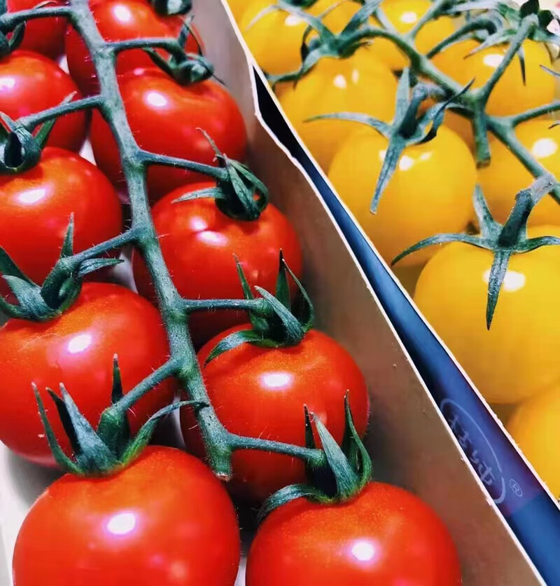 玫栀串收番茄无土栽培西红柿串收小番茄整箱顺丰串红樱桃番茄2串